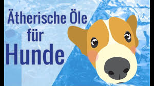 ätherische öle hund