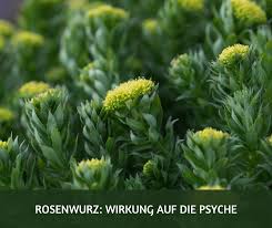 rosenwurz wirkung psyche