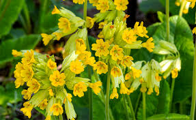 schlüsselblume heilwirkung