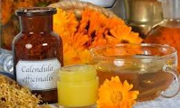 calendula ringelblume