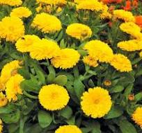 gelbe ringelblume