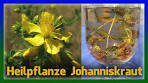 johanniskraut anwendungsgebiete