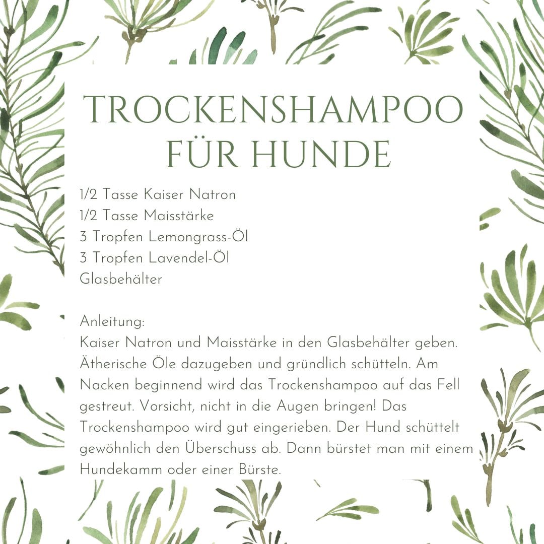 ätherische öle für hunde doterra