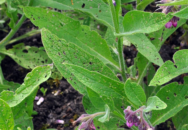 beinwell homöopathie