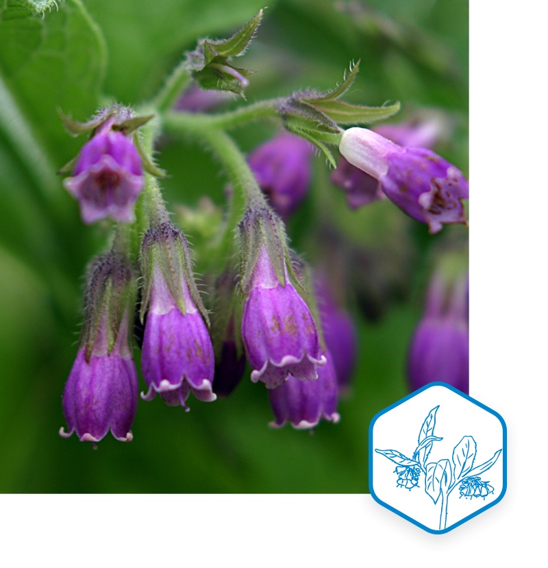 beinwell homöopathie