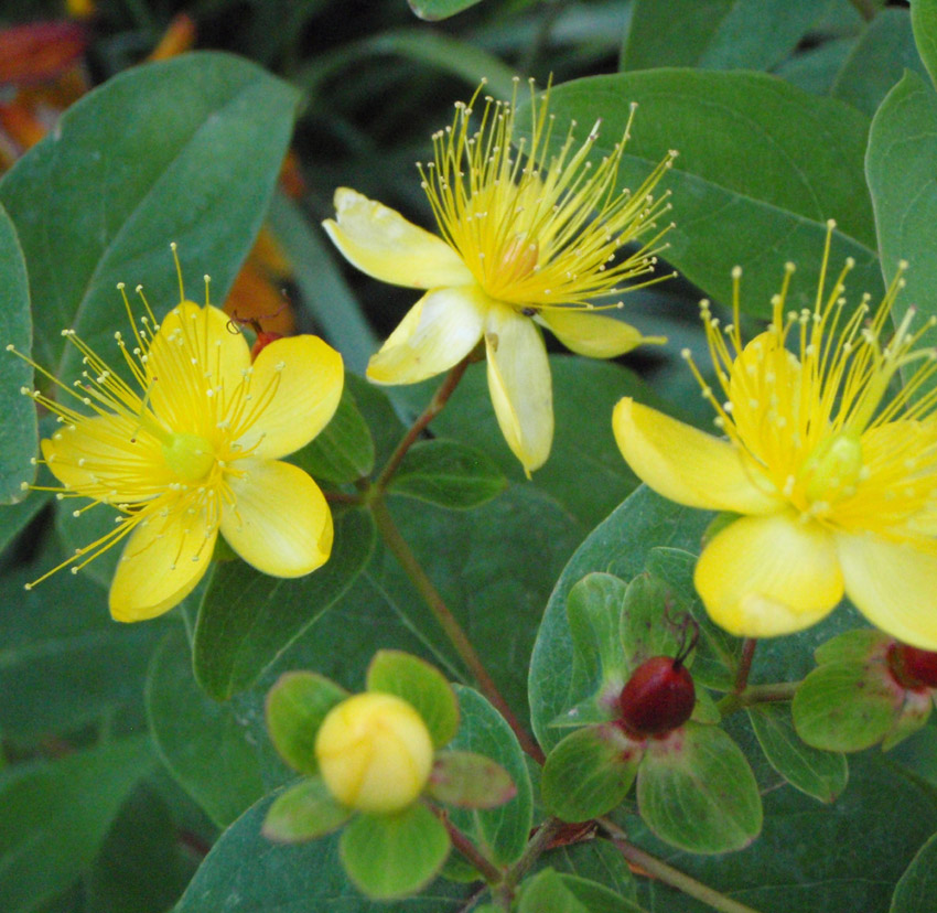 echtes johanniskraut kaufen