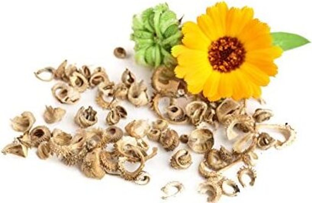 ringelblume heilpflanze