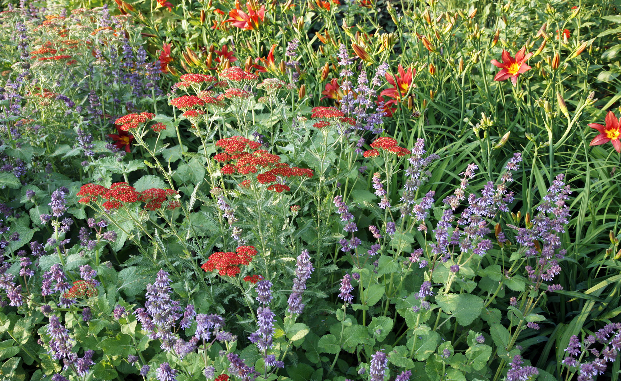 schafgarbe mehrjährig