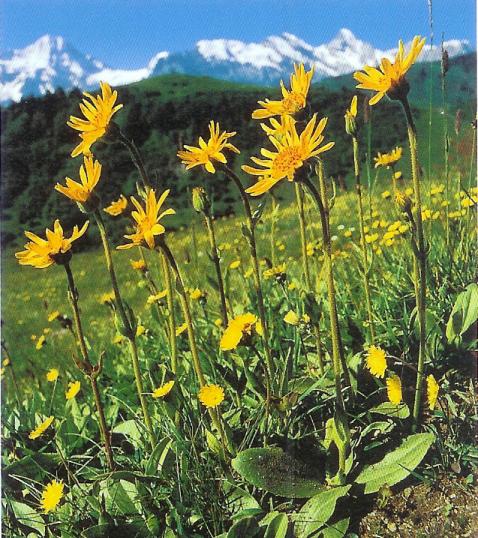 arnika bei entzündungen