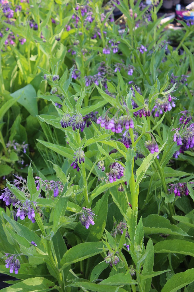 kriechender beinwell