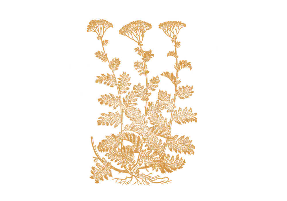 schafgarbe anwendung