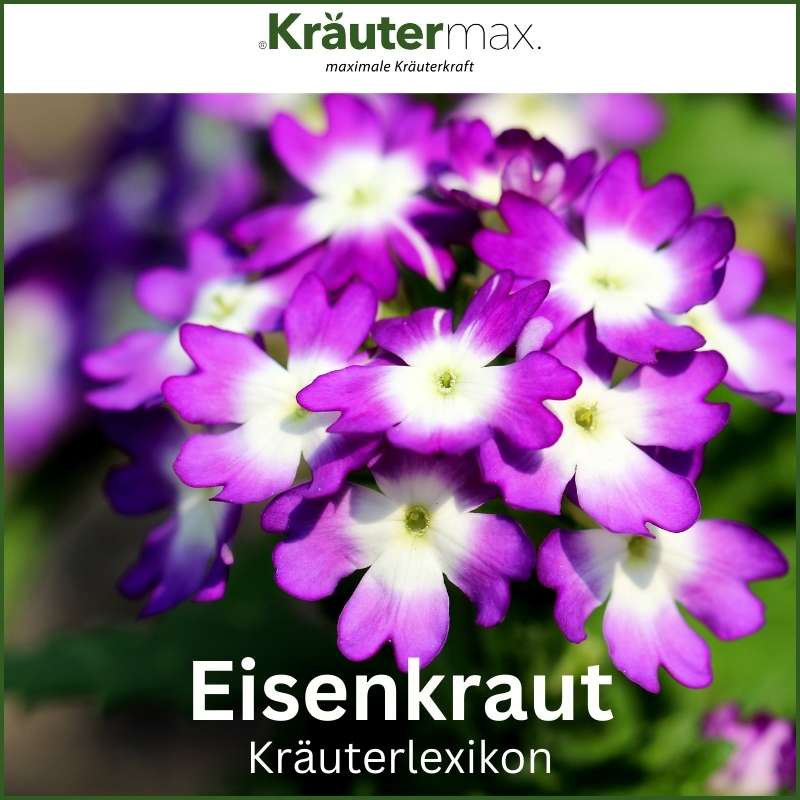 heilpflanze eisenkraut