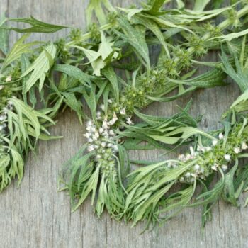 herzgespann nebenwirkungen