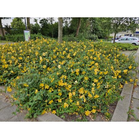 johanniskraut im garten