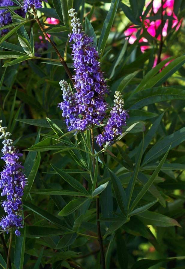 mönchspfeffer garten