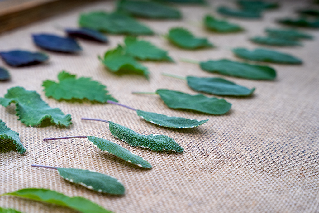 rühlemann's heilpflanzen