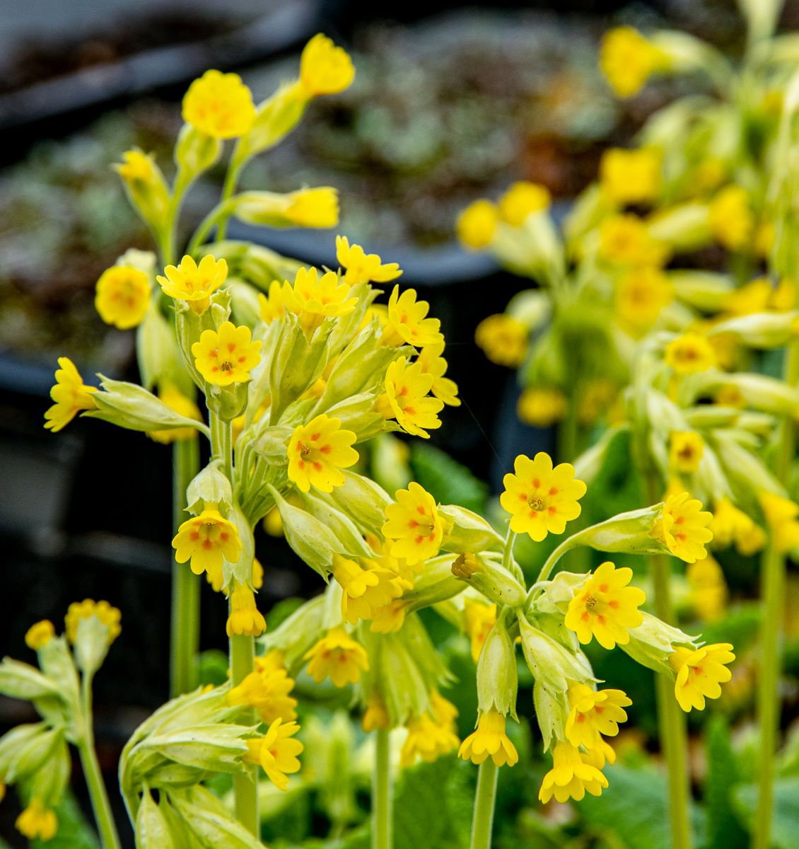 echte schlüsselblume kaufen