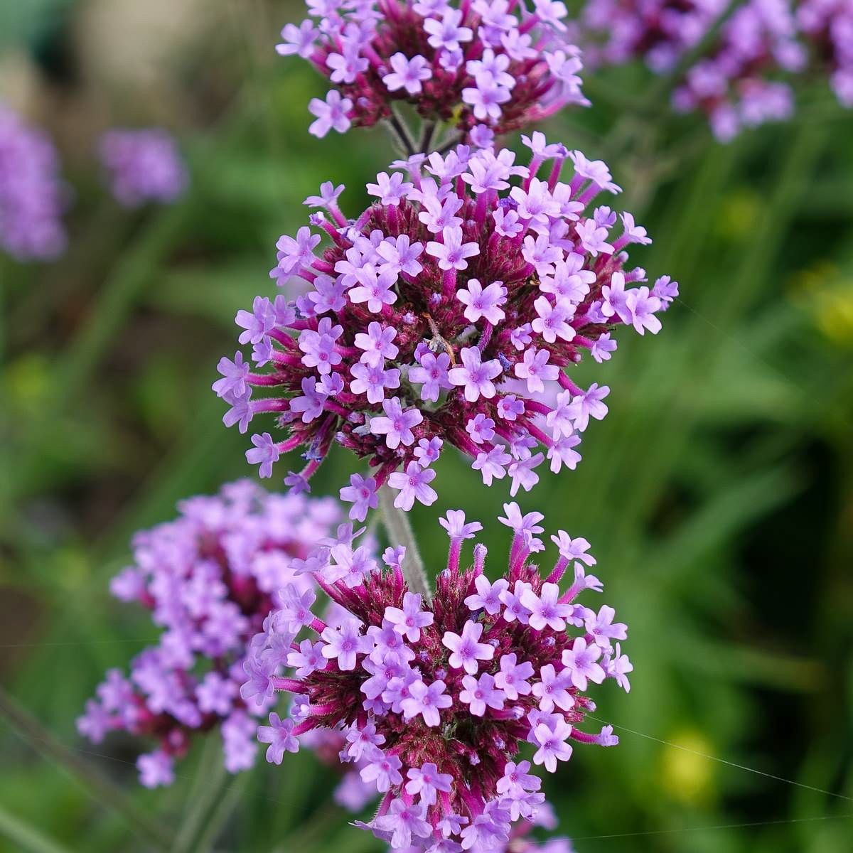echtes eisenkraut kaufen