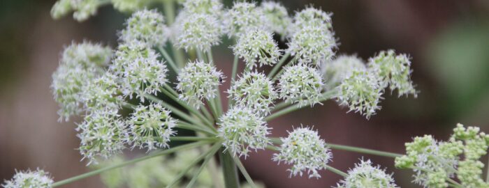 engelwurz nebenwirkungen