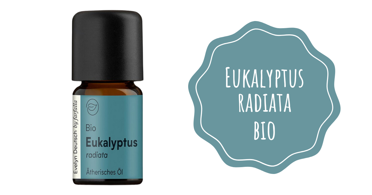 eukalyptus radiata