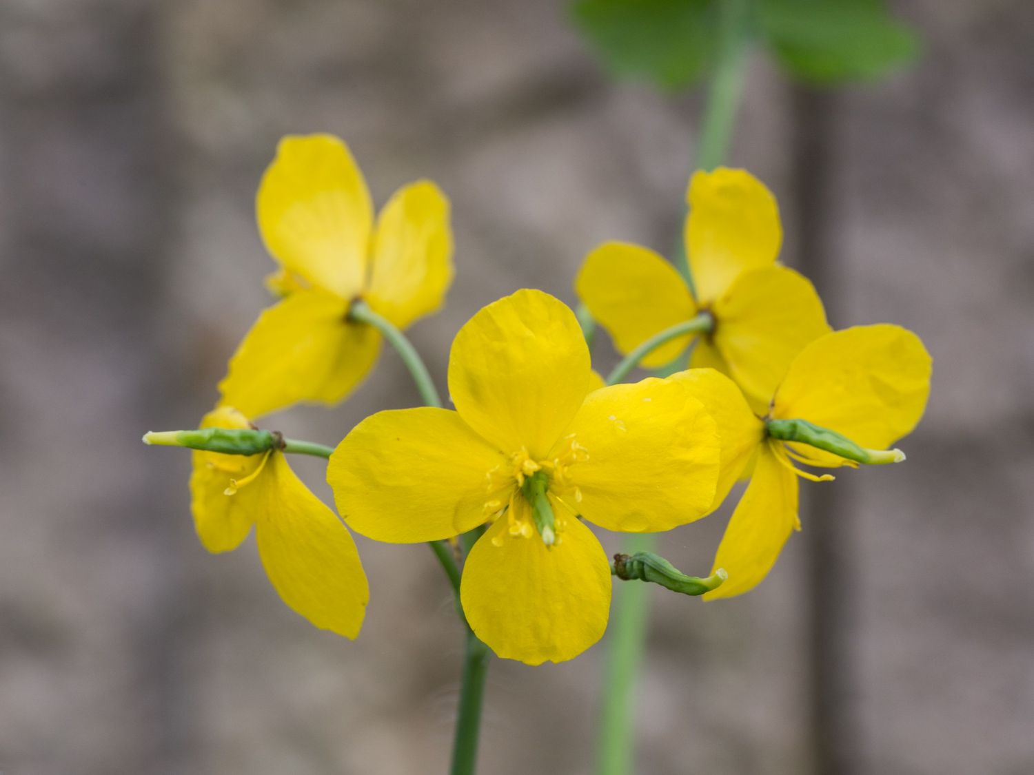 schöllkraut im garten