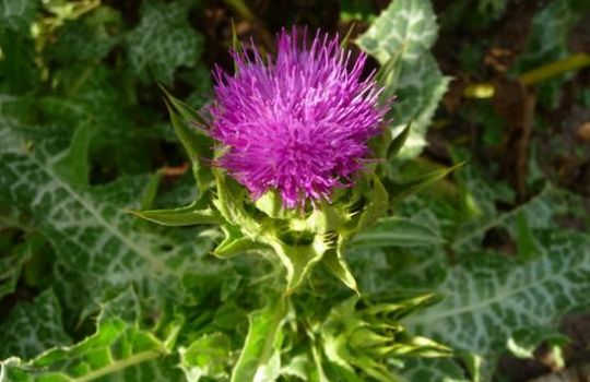 fettleber mariendistel
