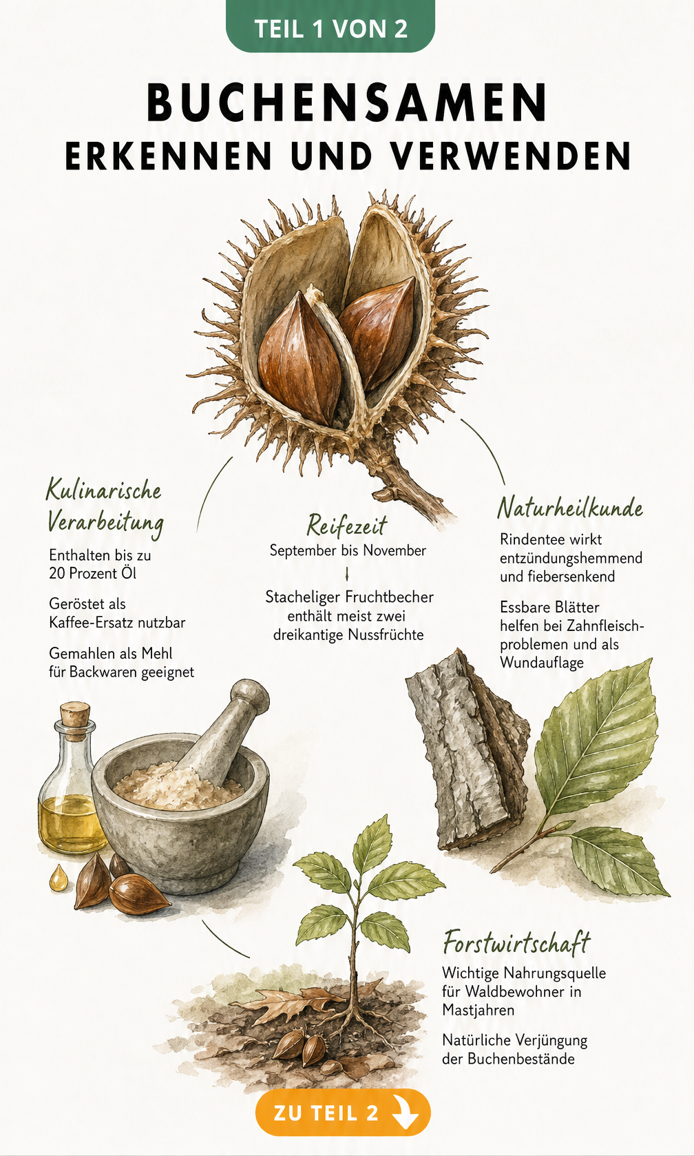 fiebersenkende mittel naturheilkunde