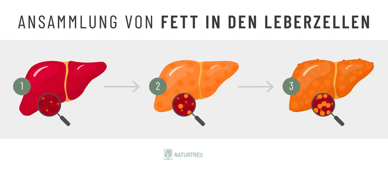 homöopathie entgiftung leber