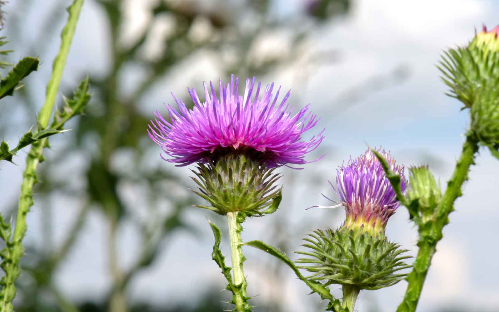 mariendistel bei fettleber