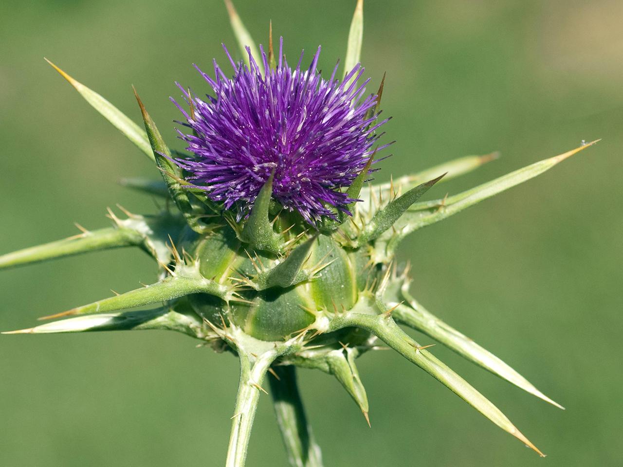 mariendistel blutdruck